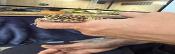 Leopard Gecko reptiles for sale: Leopard gecko stunning with complete setup in Preston - Advert 2