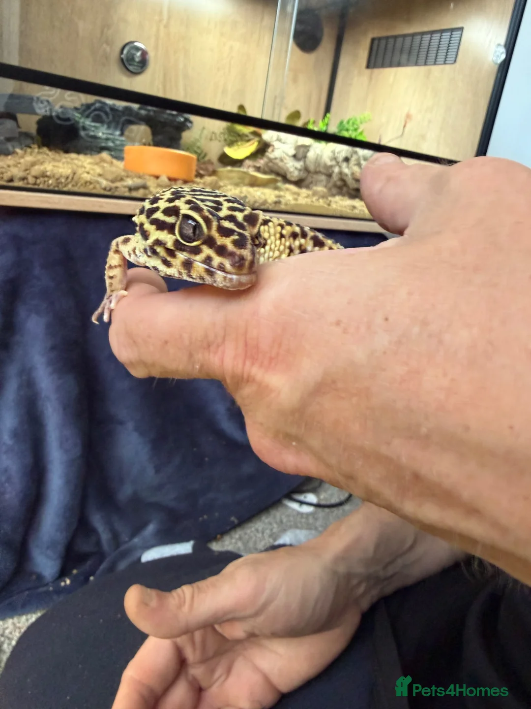 Leopard Gecko reptiles for sale: Leopard gecko stunning with complete setup in Preston - Advert 2