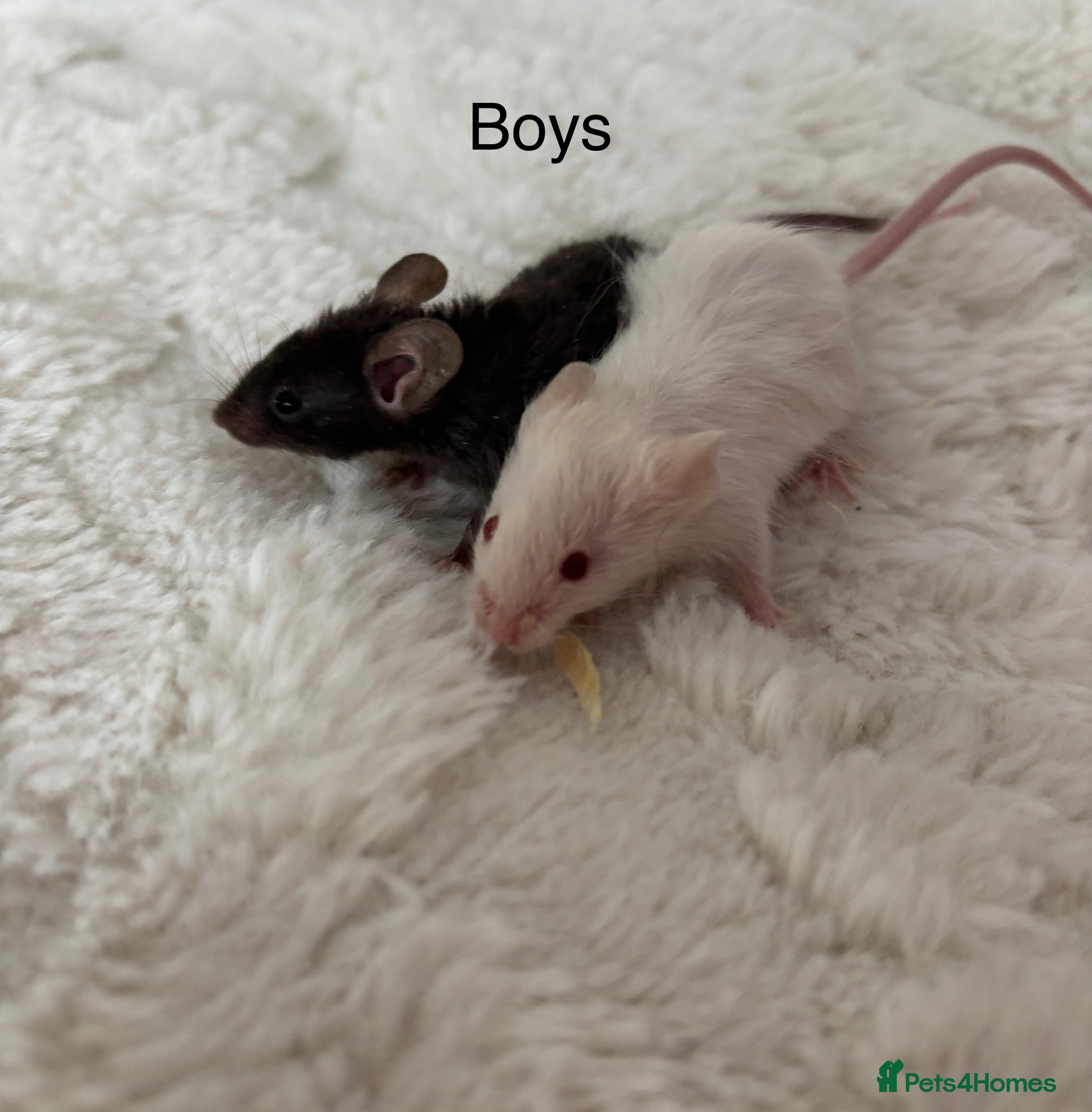 Mouse rodents Boy mice  - Advert 16