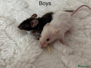 Mouse rodents Boy mice - Advert 8
