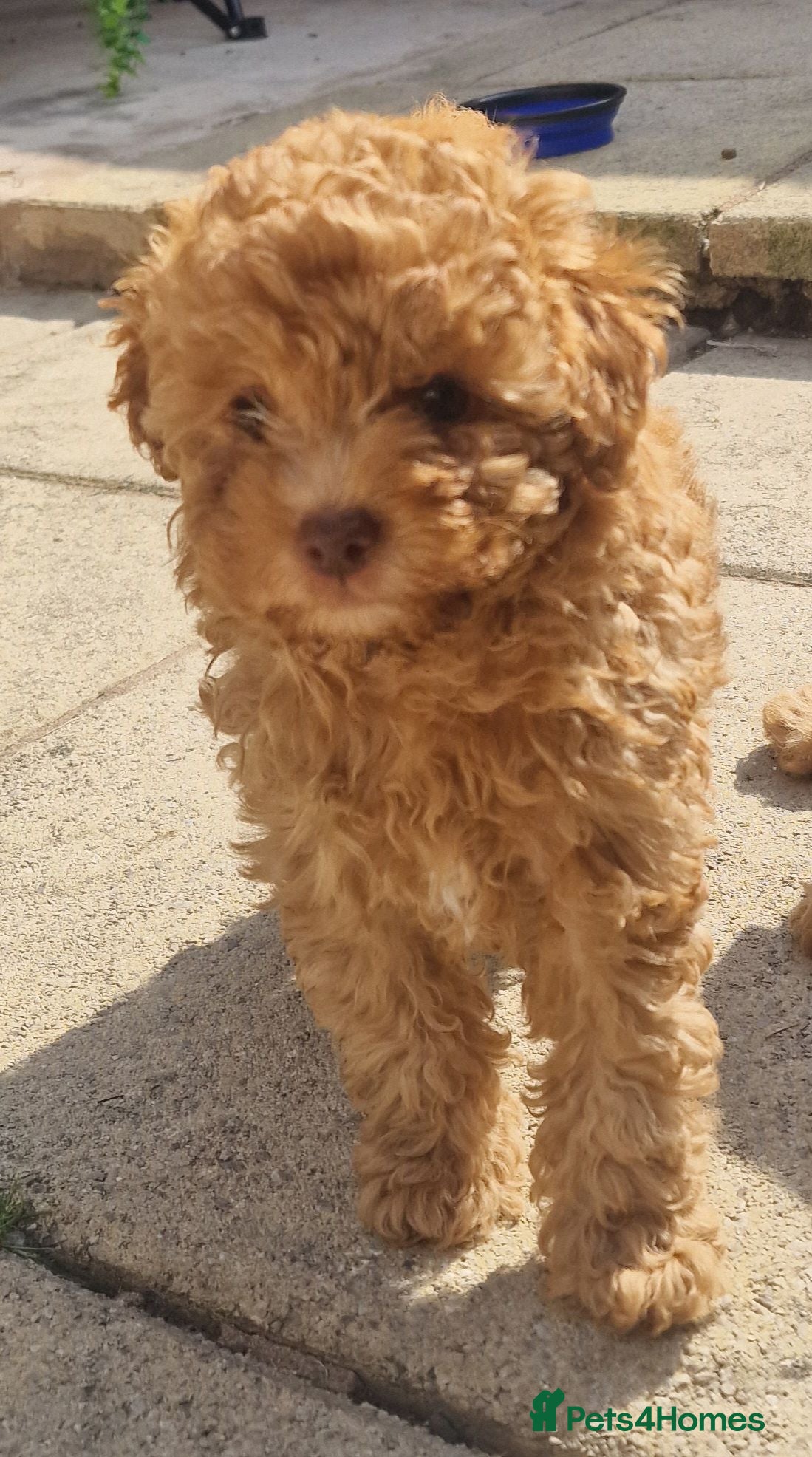 Toy Poodle dogs Toy poodle  - Advert 15