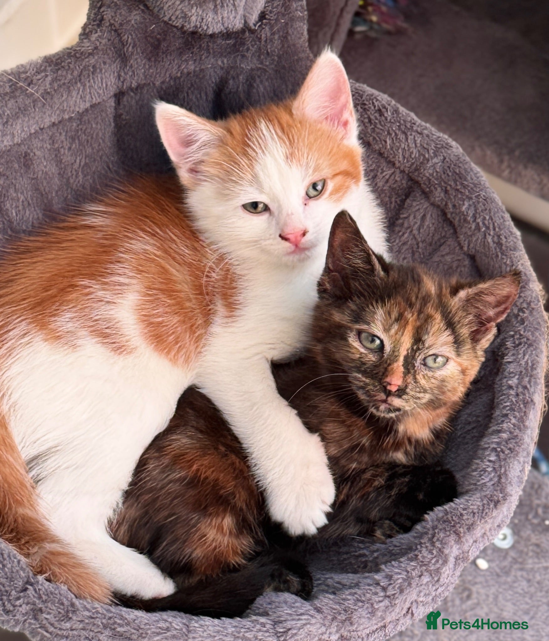 Mixed Breed cats Adorable Kittens Looking for Loving Homes - Advert 3