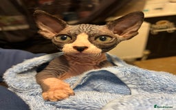 Sphynx cats for sale: 2 girls & 2 boys for sale  - Advert 2