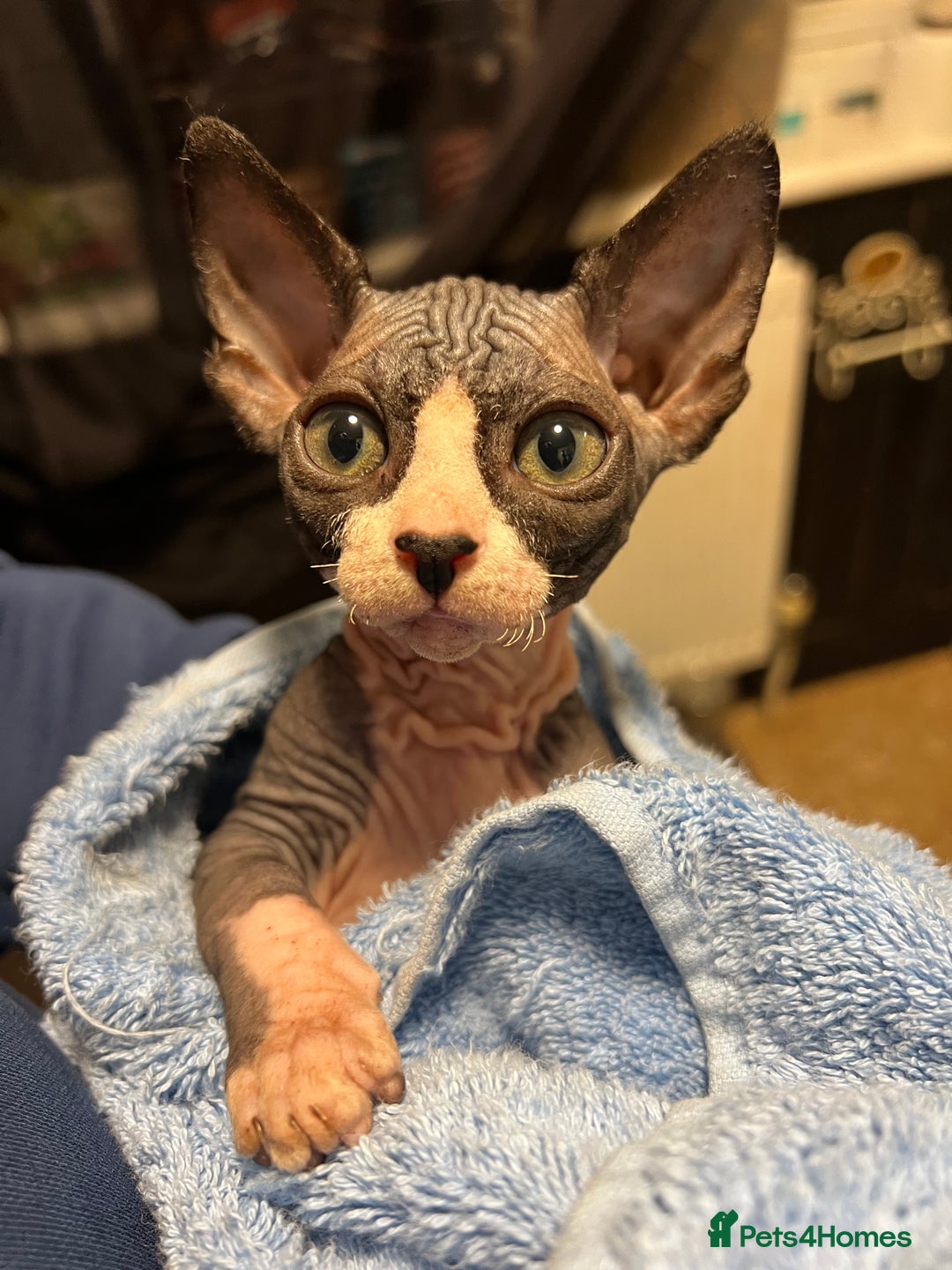 Sphynx cats for sale: 2 girls & 2 boys for sale  - Advert 2