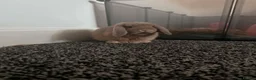 Mini Lop rabbits for sale: bambi mini lop in Newcastle upon Tyne - Advert 2