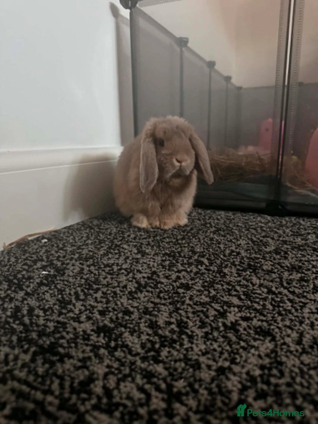 Mini Lop rabbits for sale: bambi mini lop in Newcastle upon Tyne - Advert 2