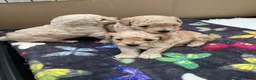 Toy Poodle dogs for sale: KC registered Toy Poodles - Advert 9