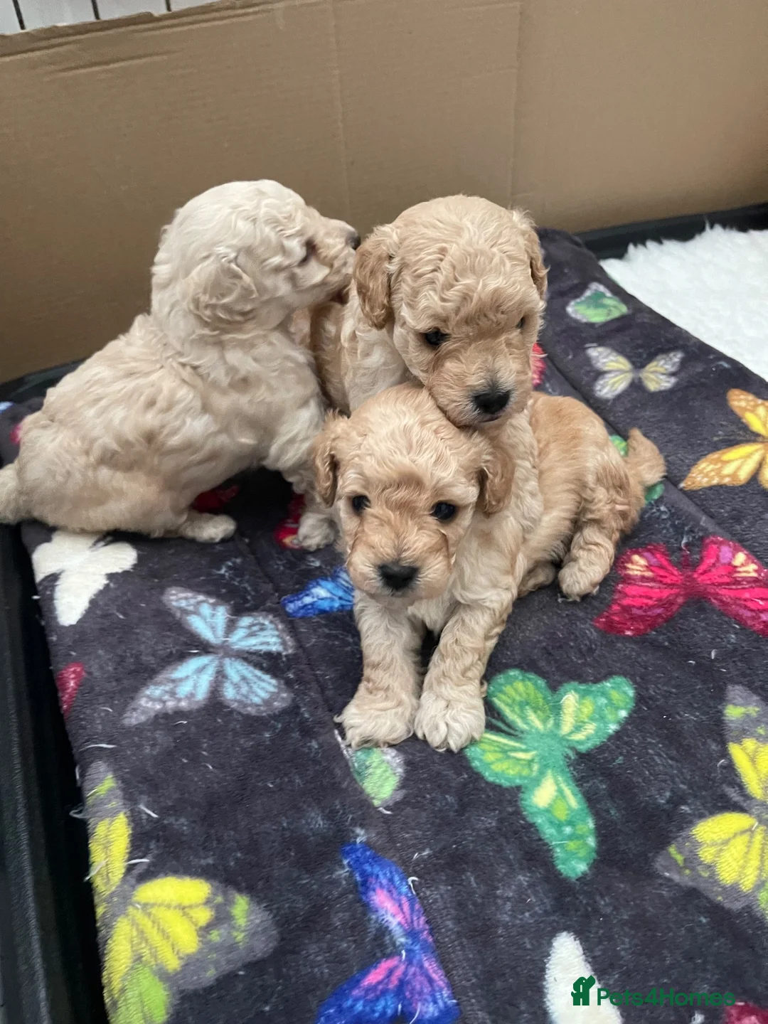 Toy Poodle dogs for sale: KC registered Toy Poodles - Advert 9