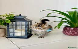 Ragdoll cats for sale: Ragdoll X British  - Image 6