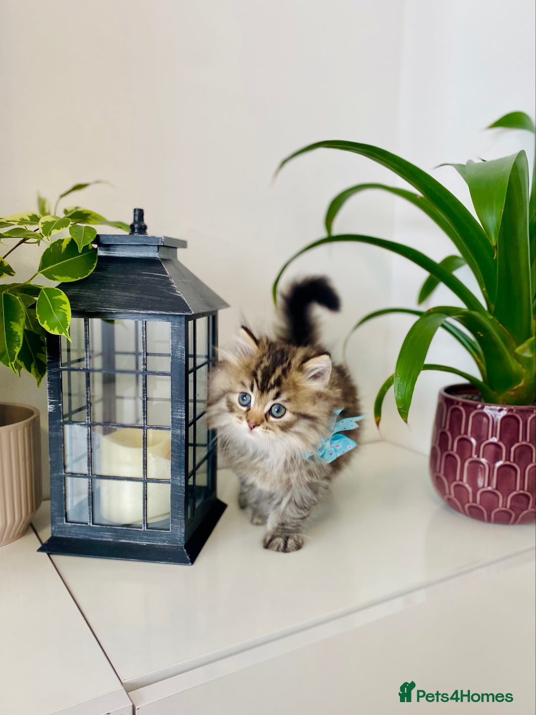 Ragdoll cats for sale: Ragdoll X British  - Image 6