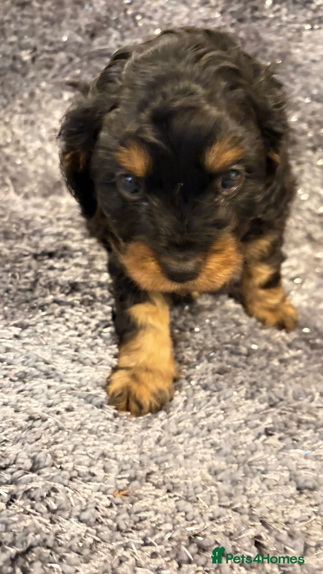 Cavapoo dogs for sale: Gorgeous phantom puppies - Image 7
