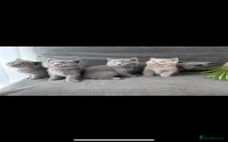 British Shorthair cats for sale: PURE PEDIGREE BSH KITTENS - Image 14