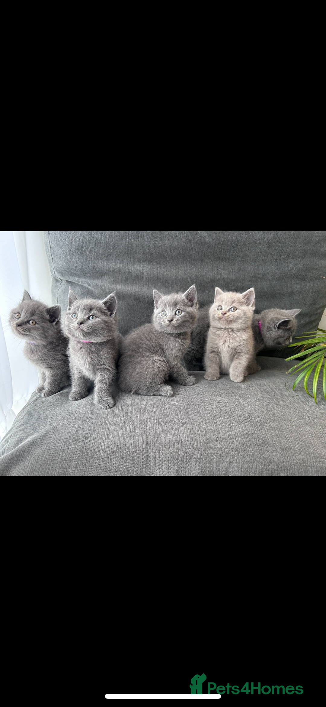 British Shorthair cats for sale: PURE PEDIGREE BSH KITTENS - Image 14