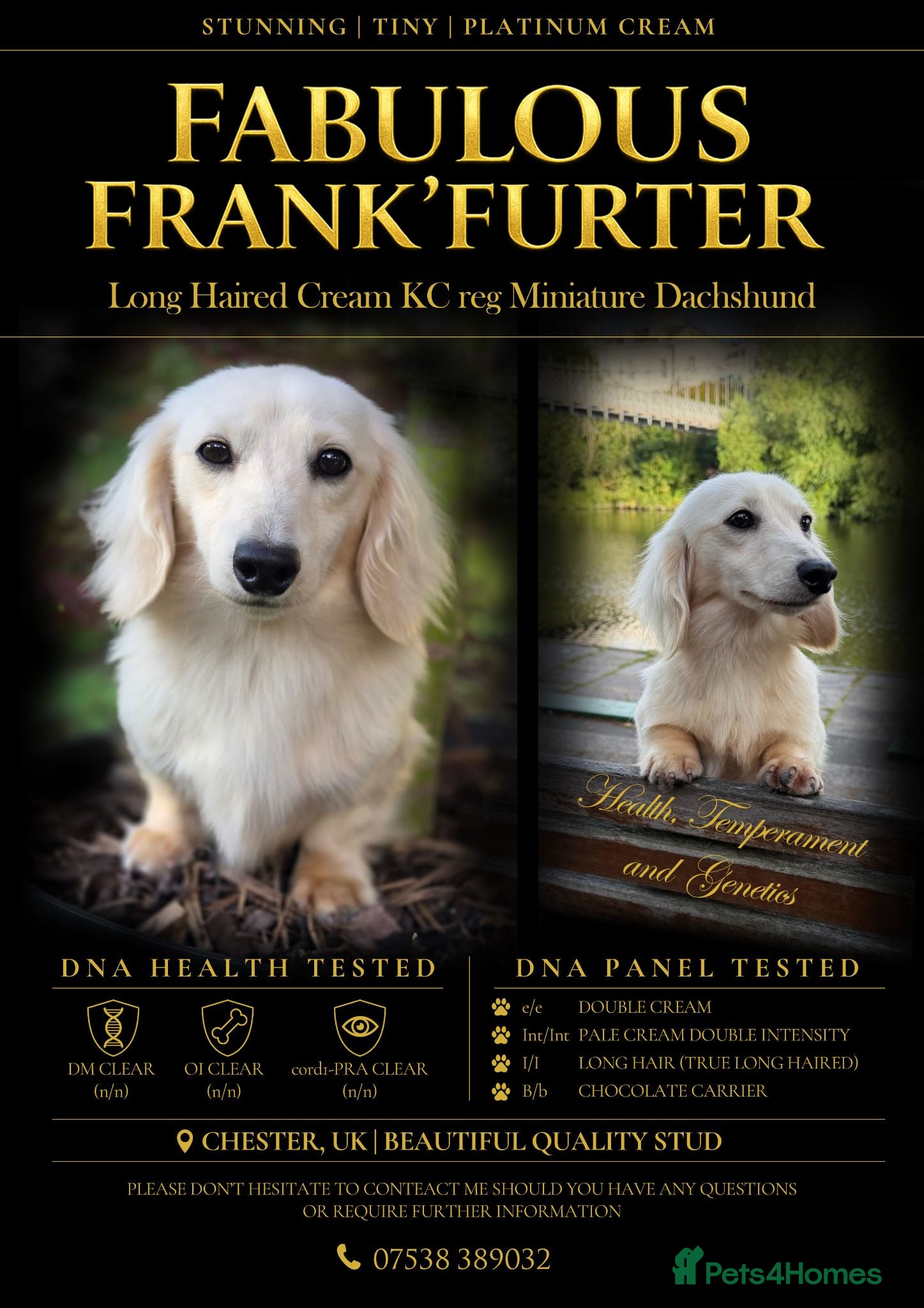 Miniature Dachshund dogs  ✨Fabulous Frank’furter - e/e I/I Cream L/H KCreg✨ - Advert 1