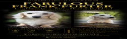 Miniature Dachshund dogs for stud:  ✨Fabulous Frank’furter - e/e I/I Cream L/H KCreg✨ - Advert 1