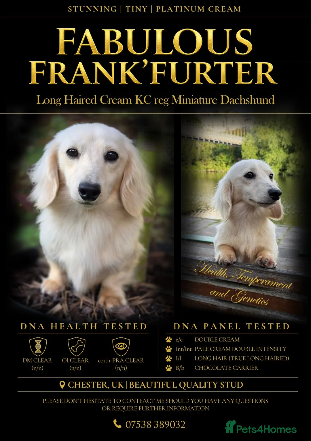 Miniature Dachshund dogs for stud:  ✨Fabulous Frank’furter - e/e I/I Cream L/H KCreg✨ - Advert 1