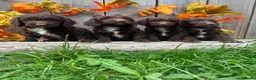 Sproodle dogs for sale: Rare Sproodle Doodle Merle Chocolate Puppies  - Advert 21