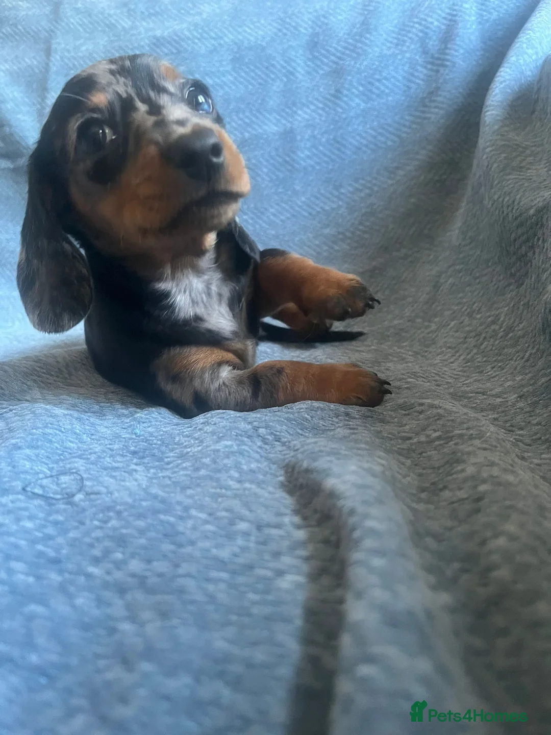 Miniature Dachshund dogs for sale: Gorgeous kaninchen/miniature puppies - Advert 15