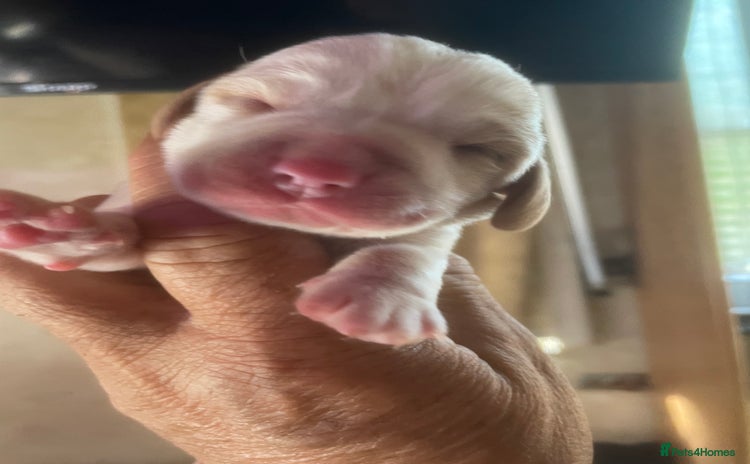 Beagle dogs - Advert 1