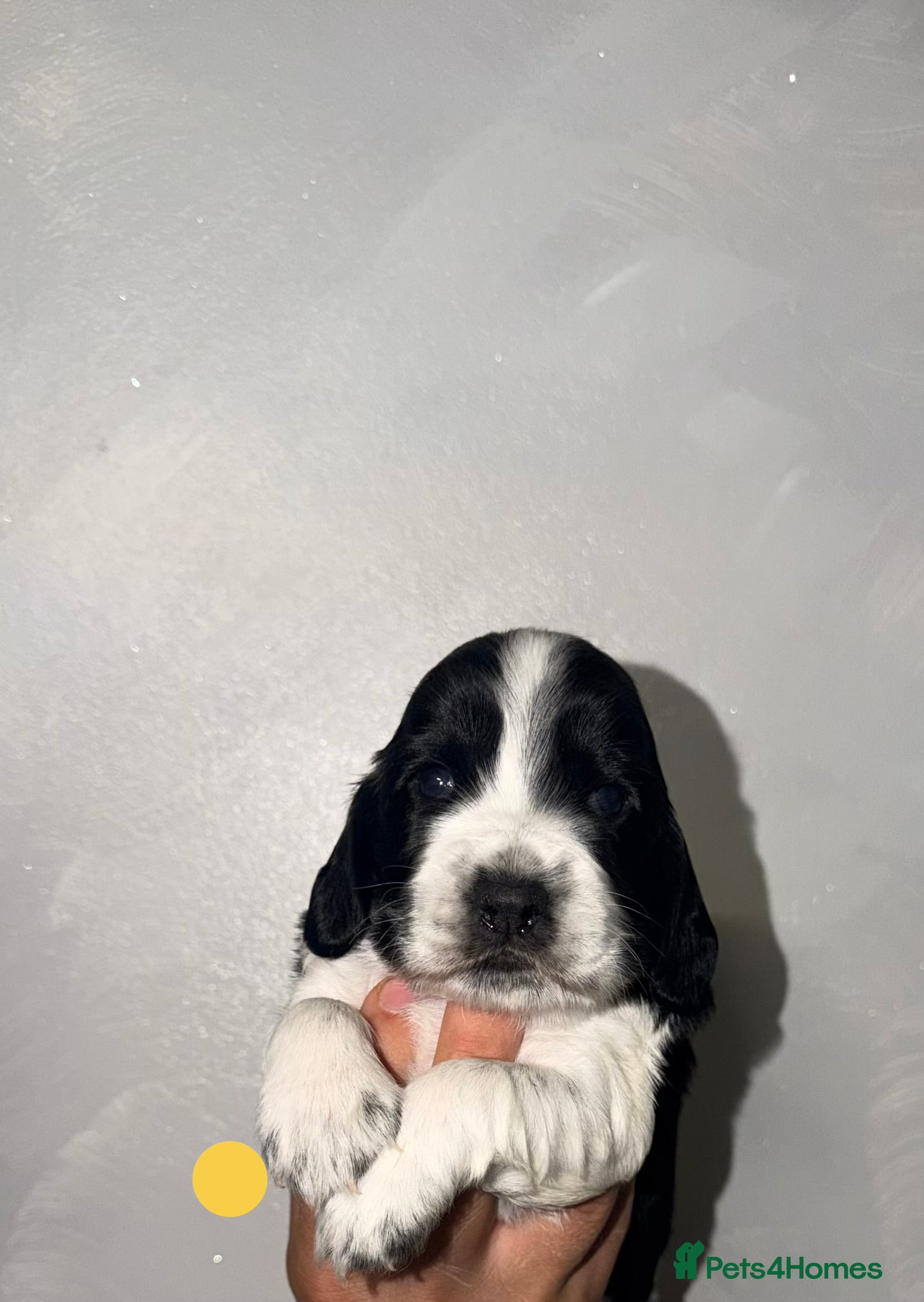 Cocker Spaniel dogs 🐾Six Beautiful KC Show Cocker Spaniels Puppies 🐾 - Advert 2
