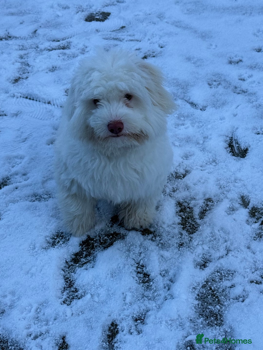 Bichon Frise dogs for sale: bichon breed for sale  - Advert 3