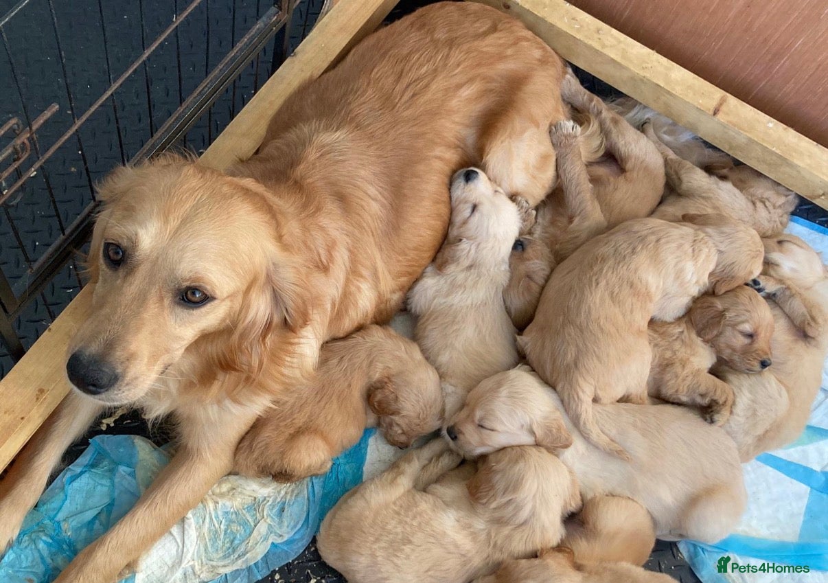 Goldendoodle dogs Ready- Fully Vaccinated Goldendoodle puppy’s  - Advert 2