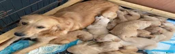 Goldendoodle dogs for sale: Ready- Fully Vaccinated Goldendoodle puppy’s  - Advert 2