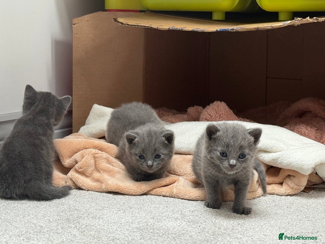 Russian Blue cats for sale: ***Beautiful Russian Blue Kittens*** - Image 9