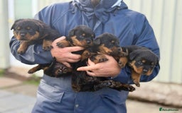 Rottweiler dogs for sale: 5-Generation Champion Line KC Rottweiler Puppies - Image 7