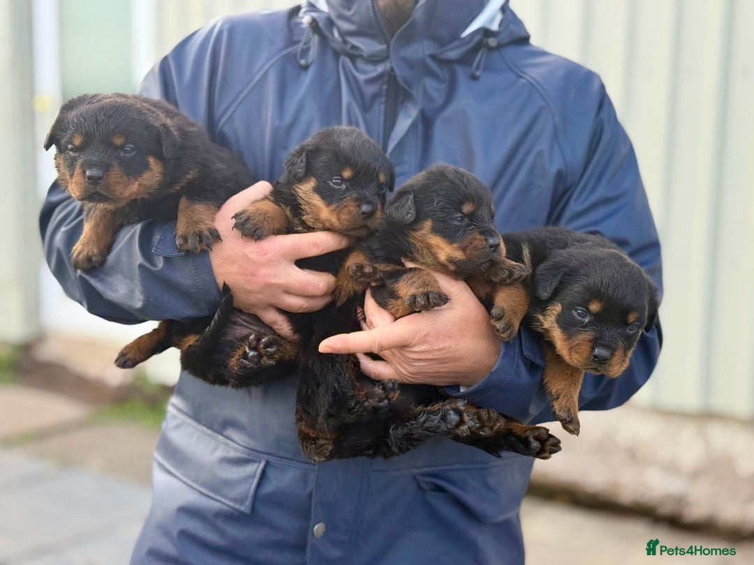 Rottweiler dogs for sale: 5-Generation Champion Line KC Rottweiler Puppies - Image 7