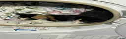 Mixed Breed cats for sale: 3 kittens for sale 2 male one female - Advert 6