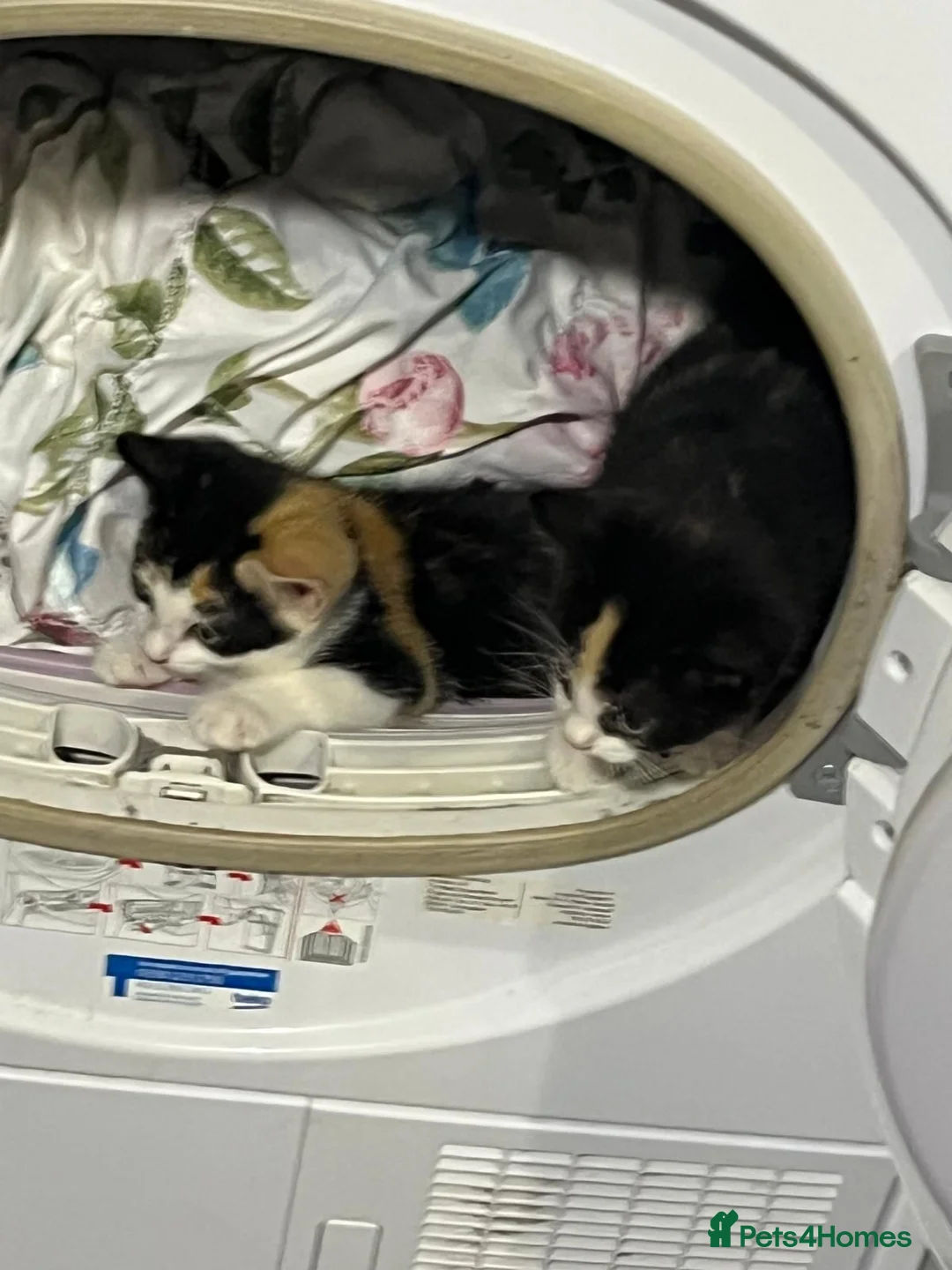Mixed Breed cats for sale: 3 kittens for sale 2 male one female - Advert 6