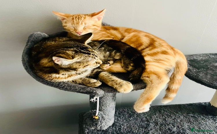 Domestic Shorthair cats - Advert 11