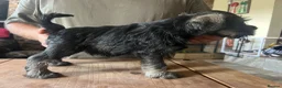 Miniature Schnauzer dogs for sale: Miniature schnauzer  - Advert 4