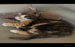 Mixed Breed cats for sale: 5 beautiful kittens  - Image 6