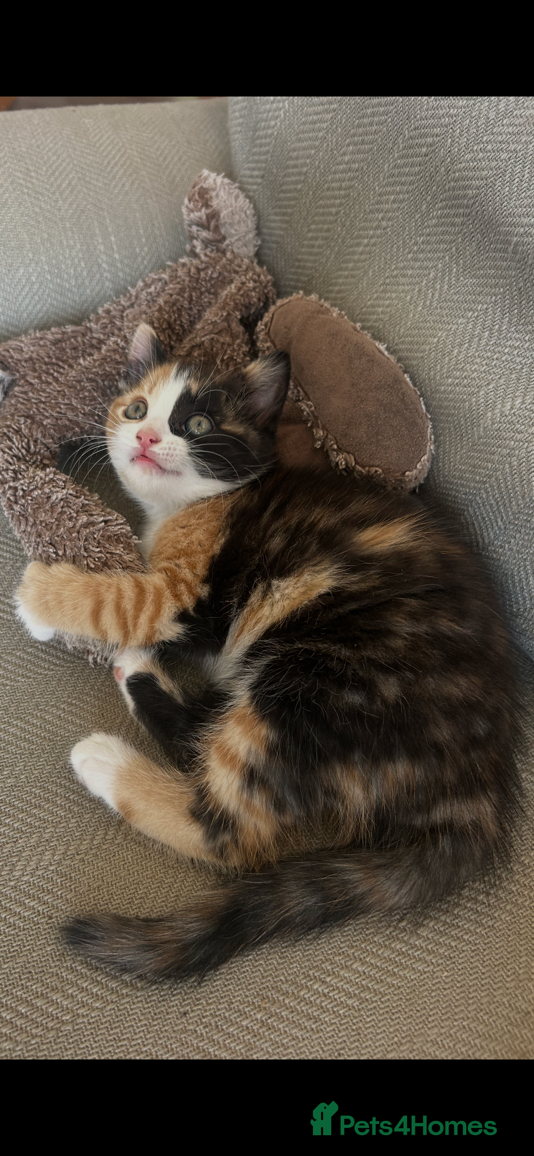 Mixed Breed cats for sale: 5 beautiful kittens  - Image 6