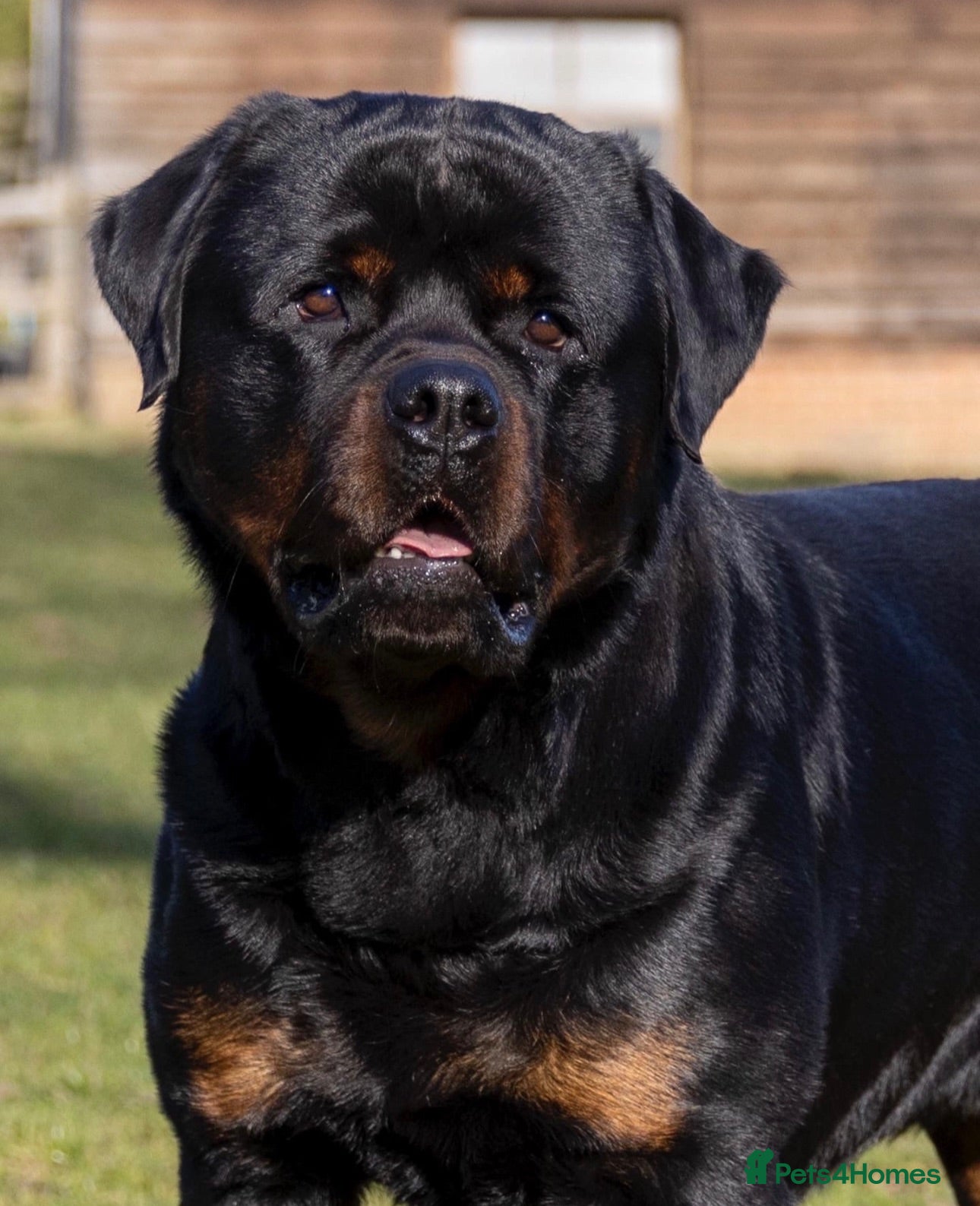 Rottweiler dogs High Quality Large Rottweiler Puppies  - Advert 1