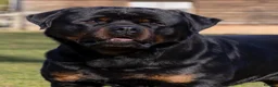 Rottweiler dogs for sale: High Quality Large Rottweiler Puppies  - Advert 3