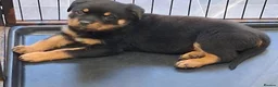 Rottweiler dogs for sale: Powerhouse Rottweiler Puppies–Bold And Impressive in Norwich - Advert 7