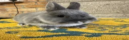 Netherland Dwarf rabbits for sale: Male Netherland Dwarf Rabbits For Sale - Advert 4