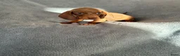 Dachshund dogs for sale: Dauchund puppies  in Uckfield - Advert 4