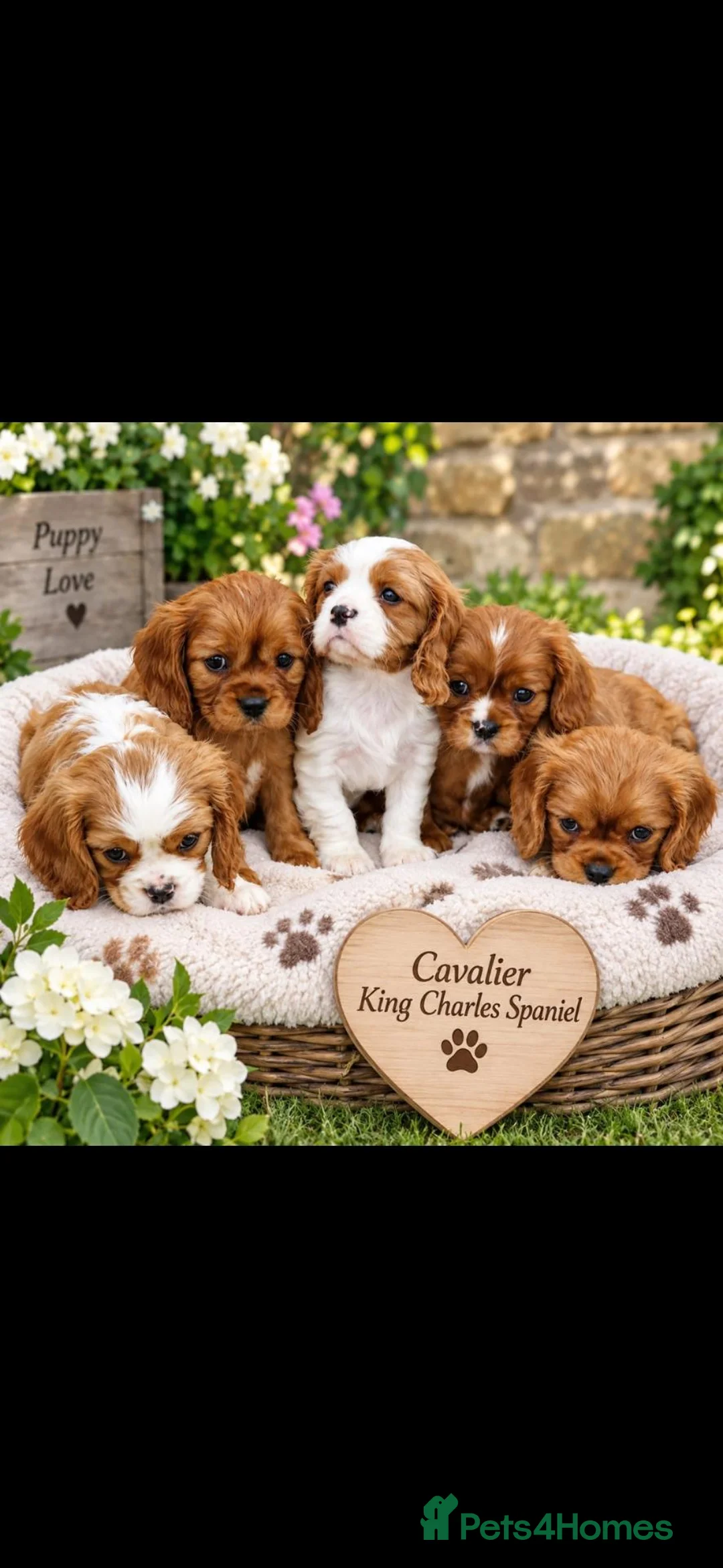 Cavalier King Charles Spaniel dogs for sale: KC Cavalier King Charles Spaniel!DNA tested! - Advert 1