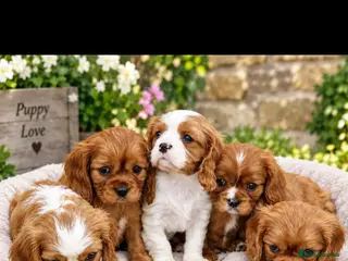 Cavalier King Charles Spaniel dogs Cavalier King Charles Spaniel! - Advert 1