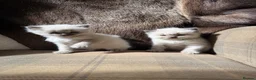 Ragdoll cats for sale: 3 gorgeous blue point male ragdolls. Ready now.  - Advert 10