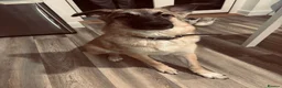 Mixed Breed dogs for sale: turkish kengal x german shepherd  - Advert 2