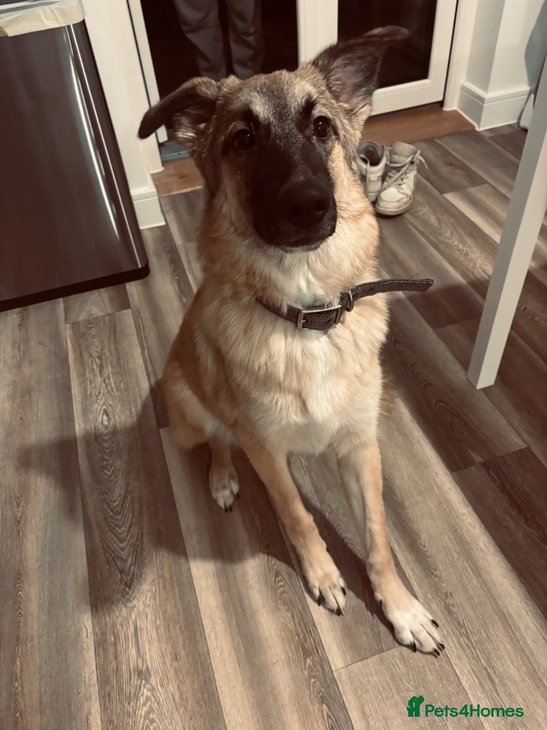 Mixed Breed dogs for sale: turkish kengal x german shepherd  - Advert 2