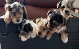 Mixed Breed dogs for sale: Yorkshire terrier/Jack Russell - Image 10