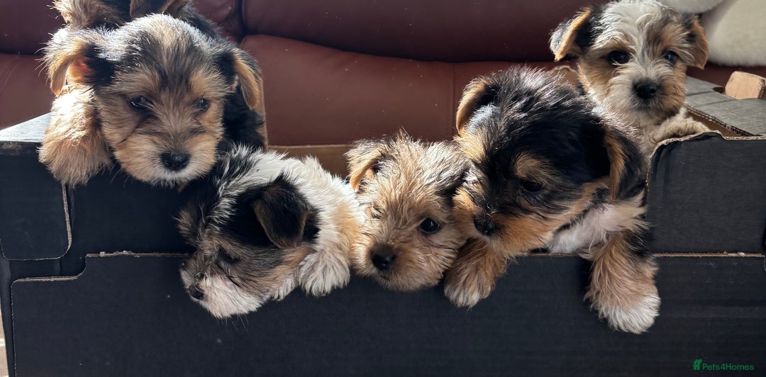 Mixed Breed dogs for sale: Yorkshire terrier/Jack Russell - Image 10