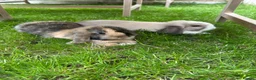 Mini Lop rabbits for sale: 1 male 1 female mini lop - Advert 4