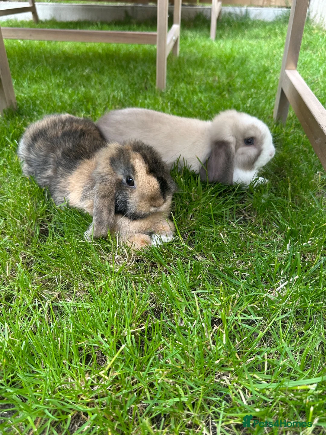 Mini Lop rabbits for sale: 1 male 1 female mini lop - Advert 4